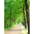 Path
